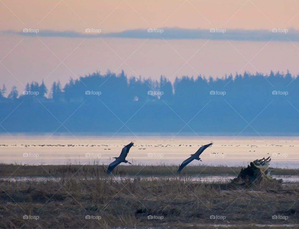 Great Blue Herons in flight