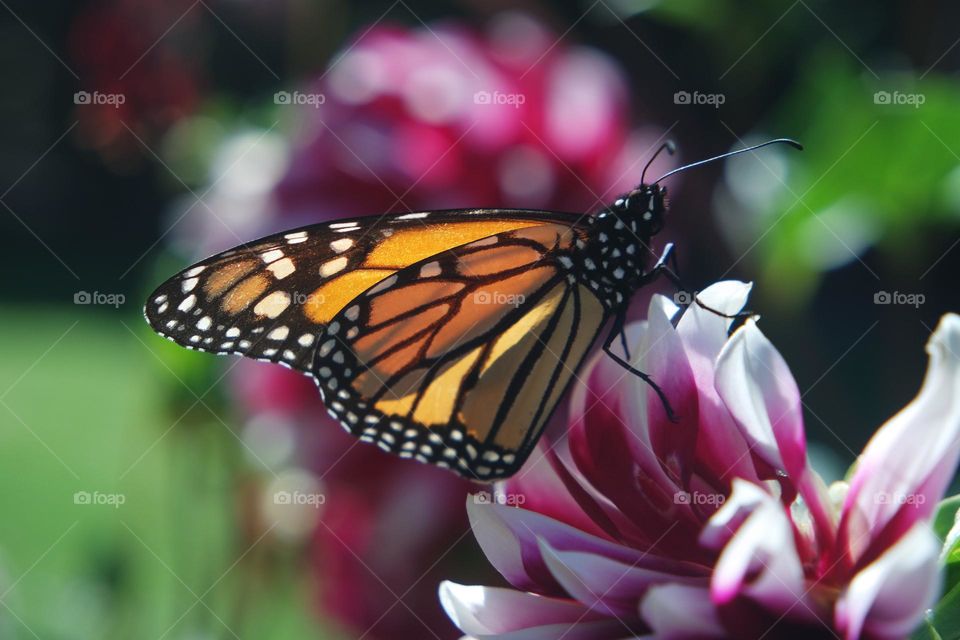 Monarch butterfly