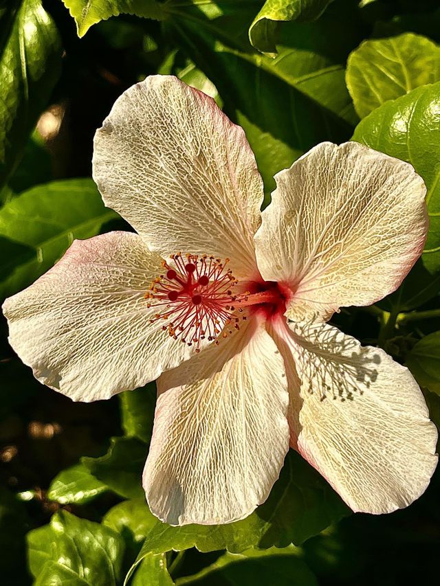 Hibiscus Flower