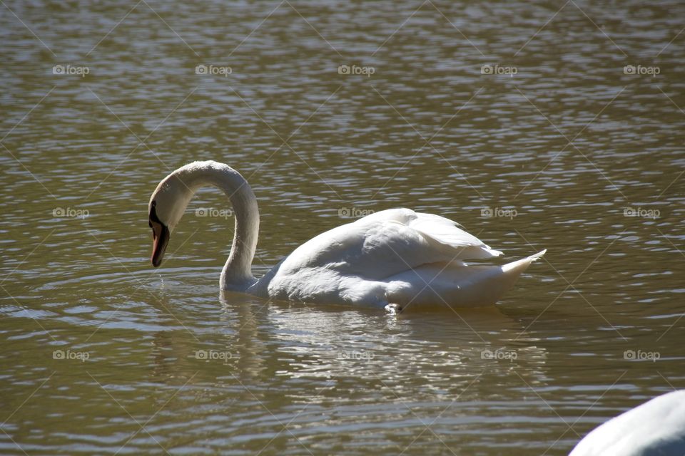 swans on the lake