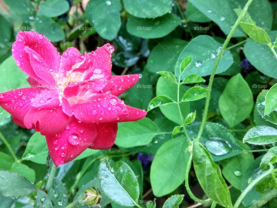 Rose in rains....!