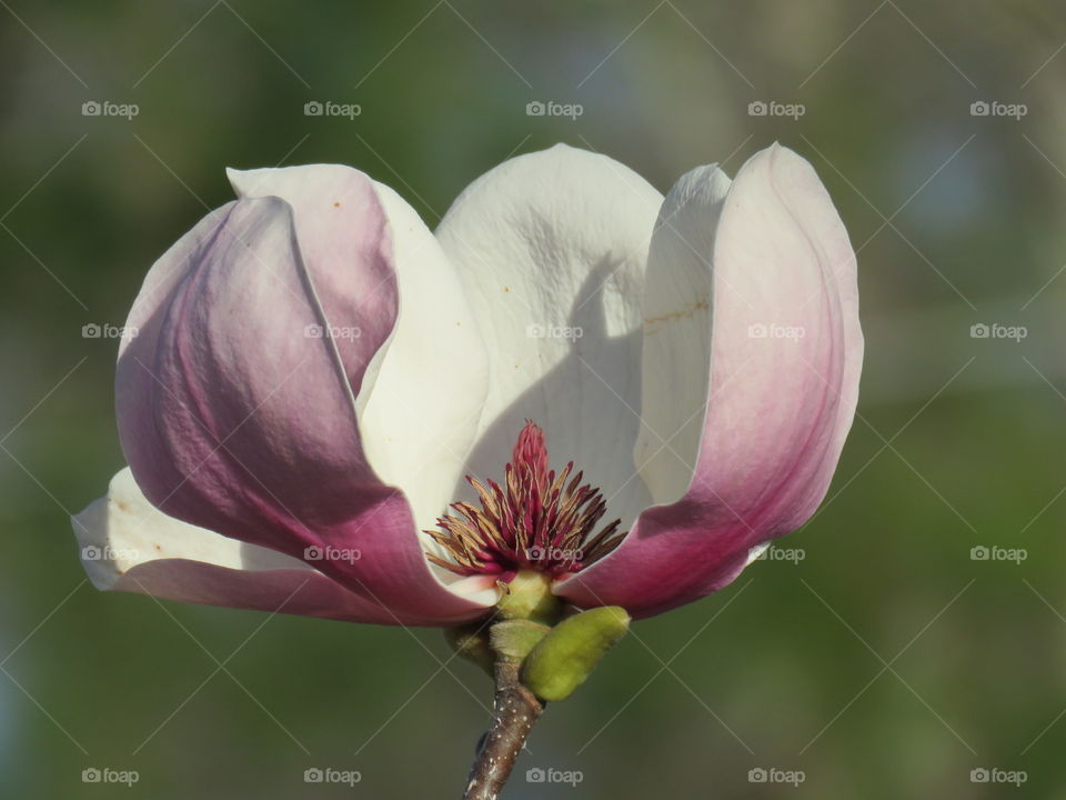 Magnolia flower