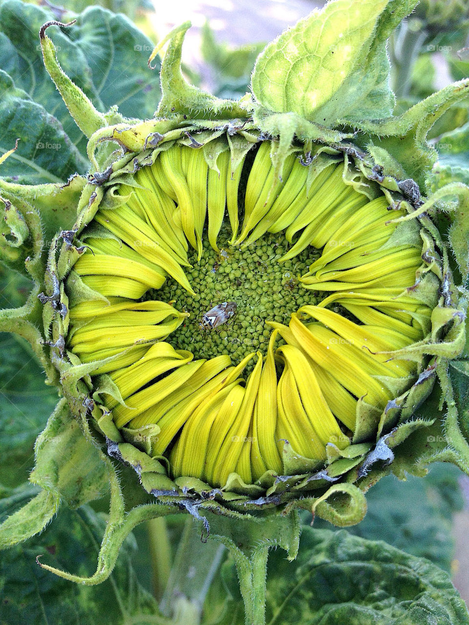 sweden garden sunflower solros by elluca