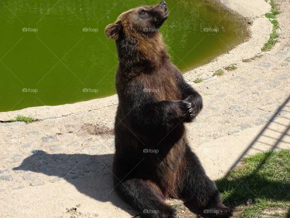 sitting bear