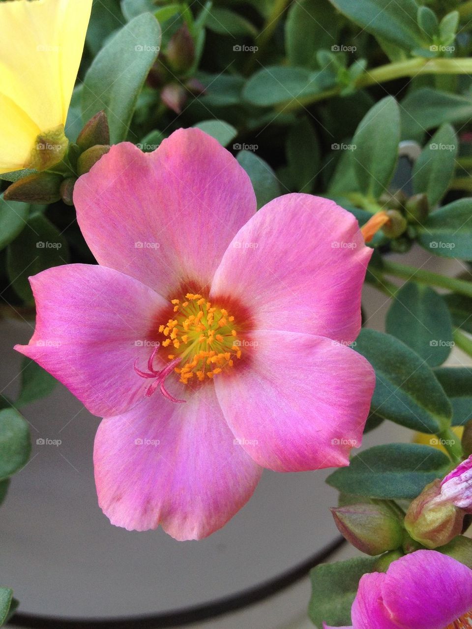 Close up Pink Flower