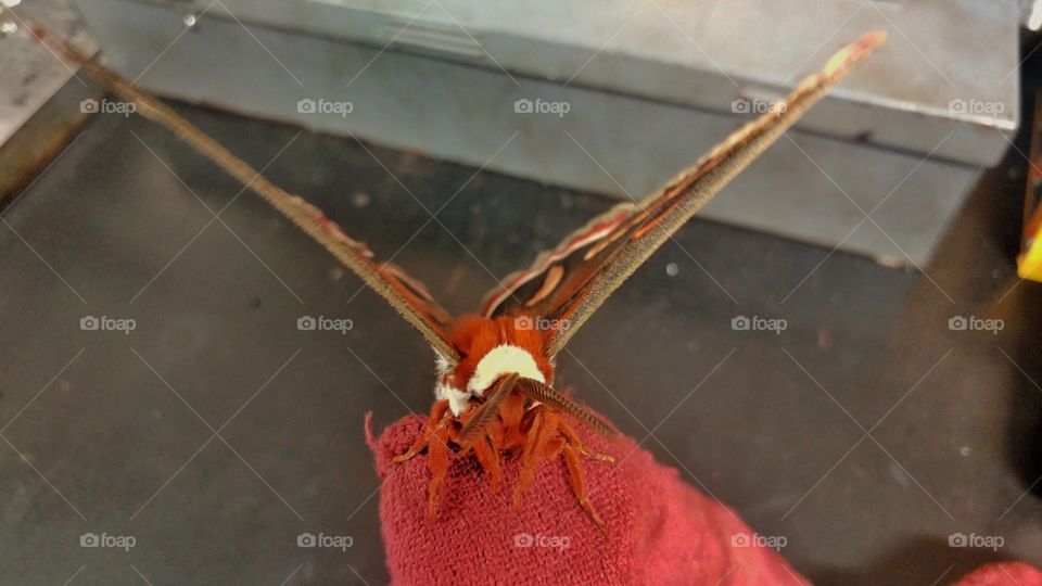 a massive moth