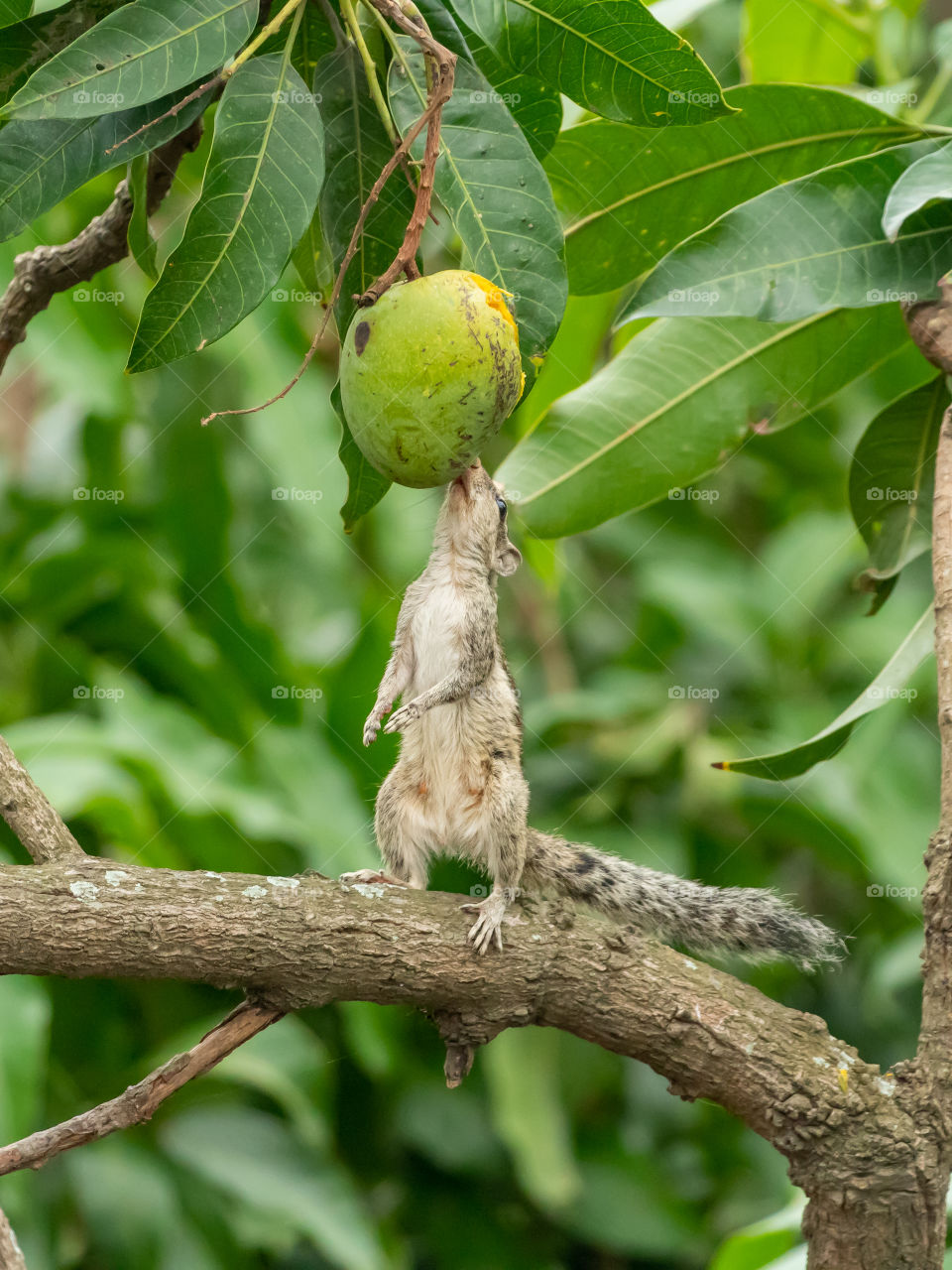 Trying to grab sweet mango