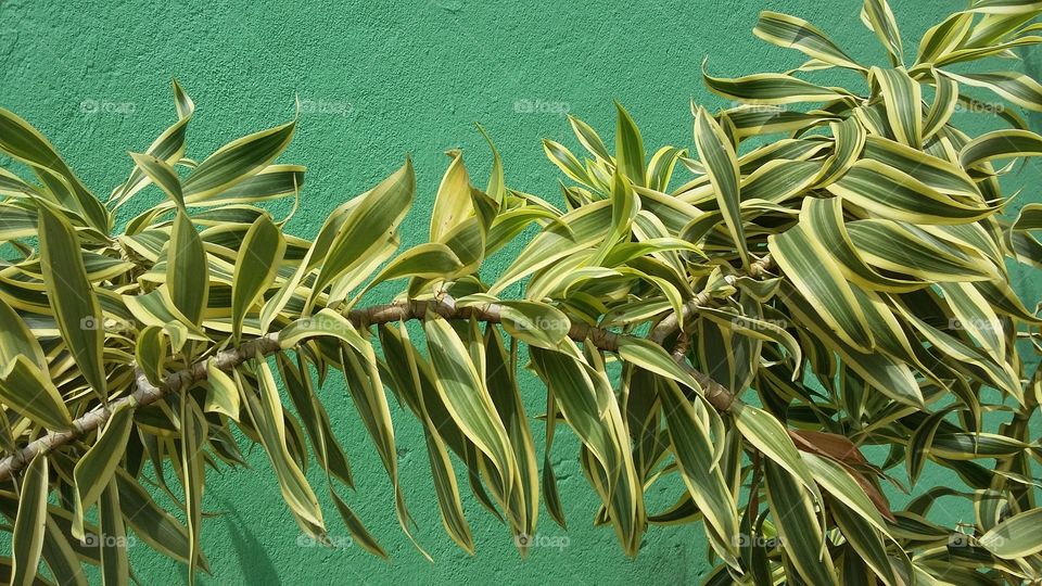vegetacao verde e amarelo. planta com as cores do Brasil