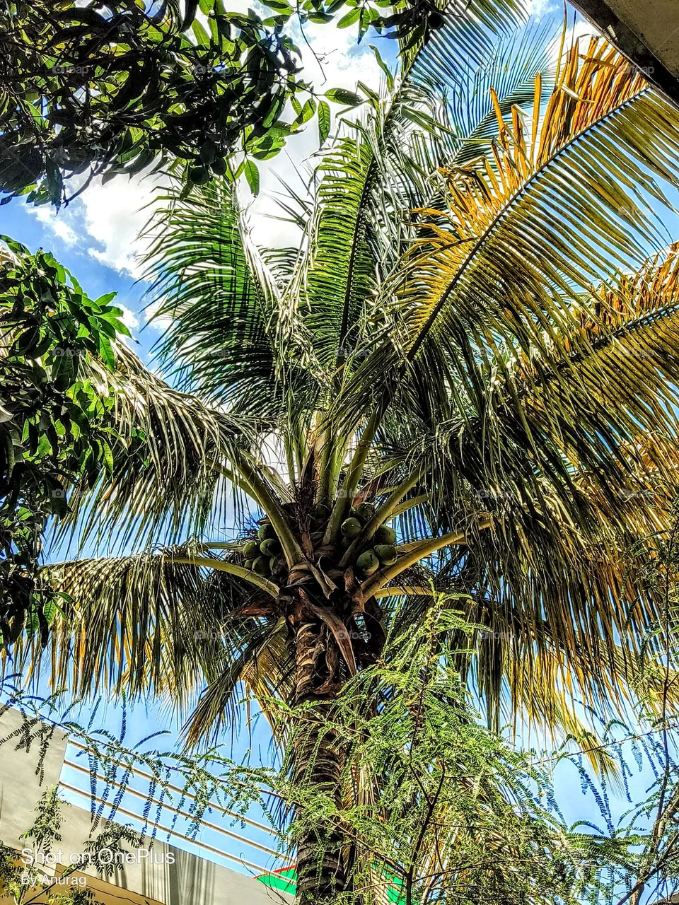🥥🌴