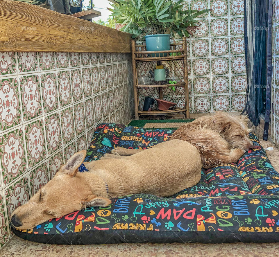 2 dogs relaxing on their bed on a balcony