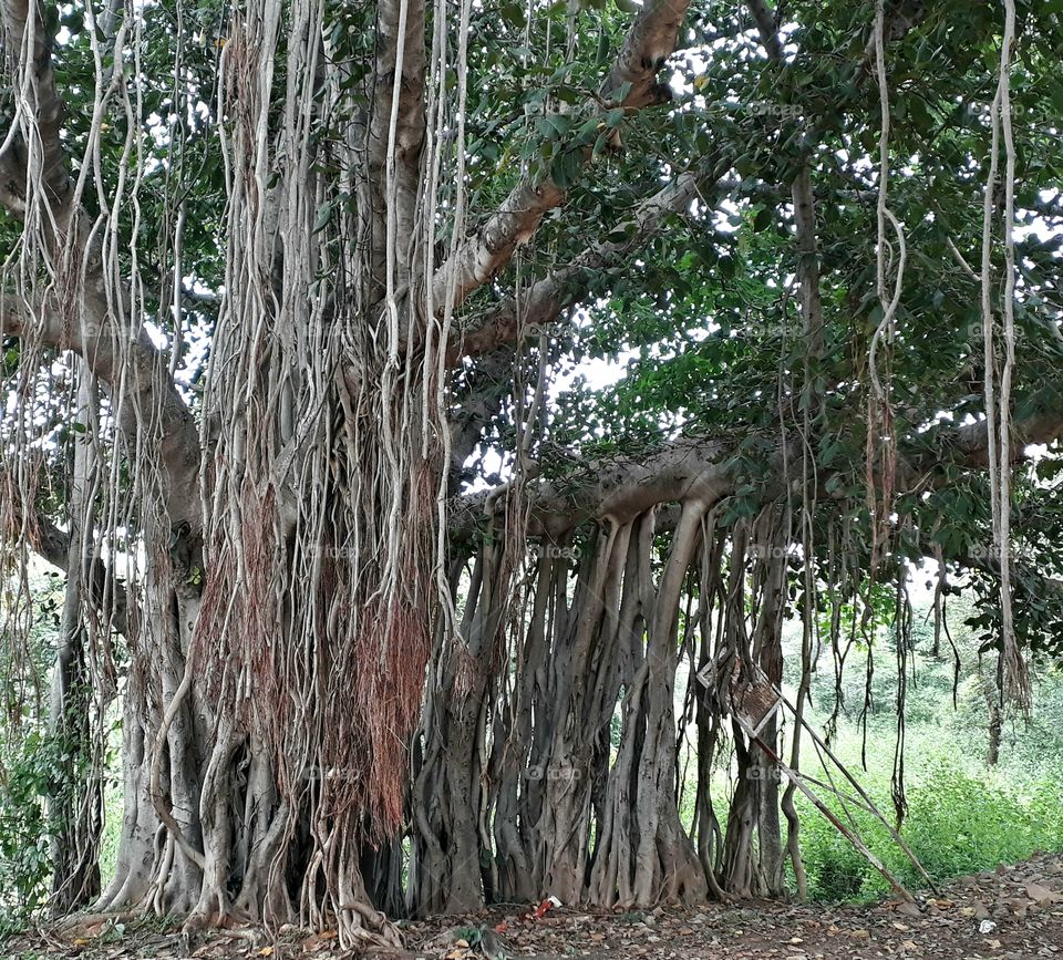 lots of hanging roots in a banyan tree.