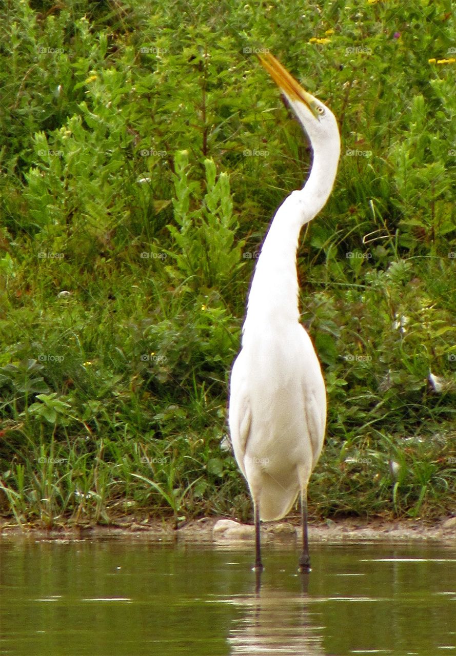 Egret