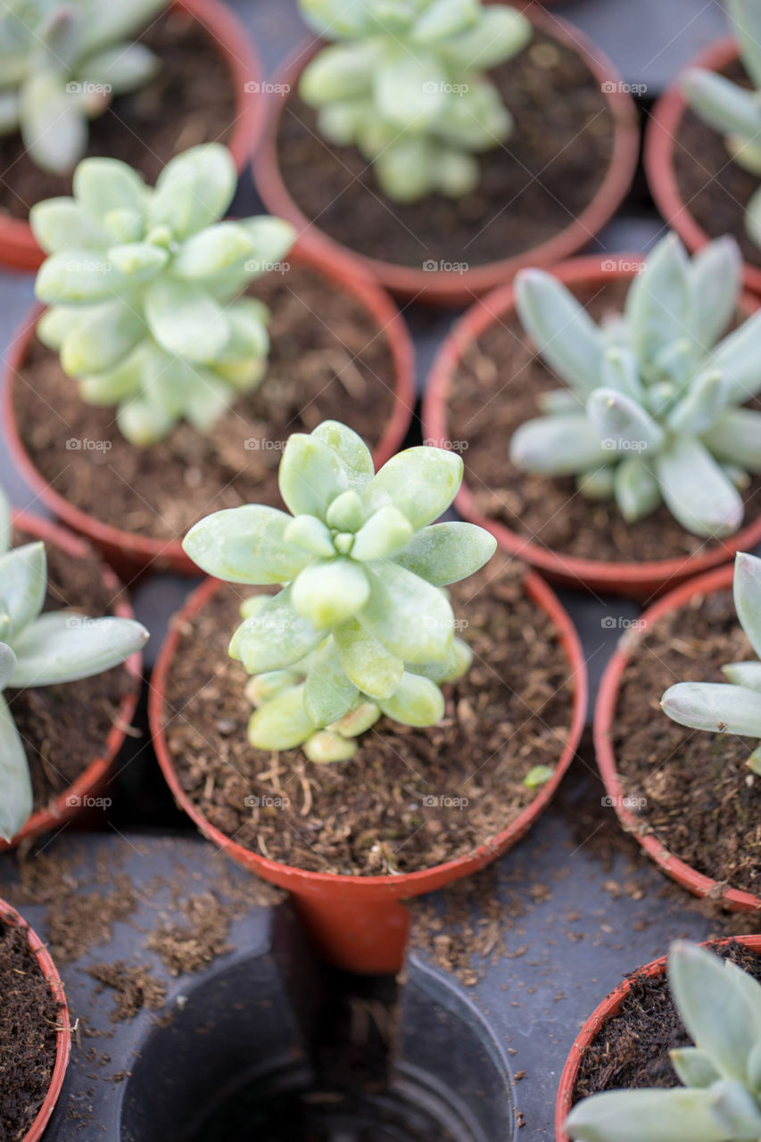 Succulent in Pots