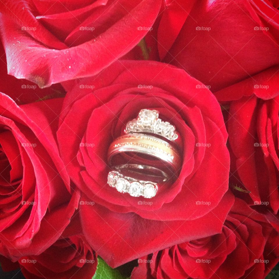 Wedding rings in roses