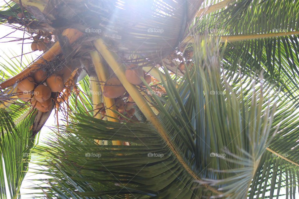 Under the coconut tree