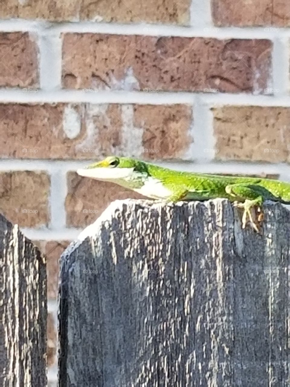 Lizard on the fence