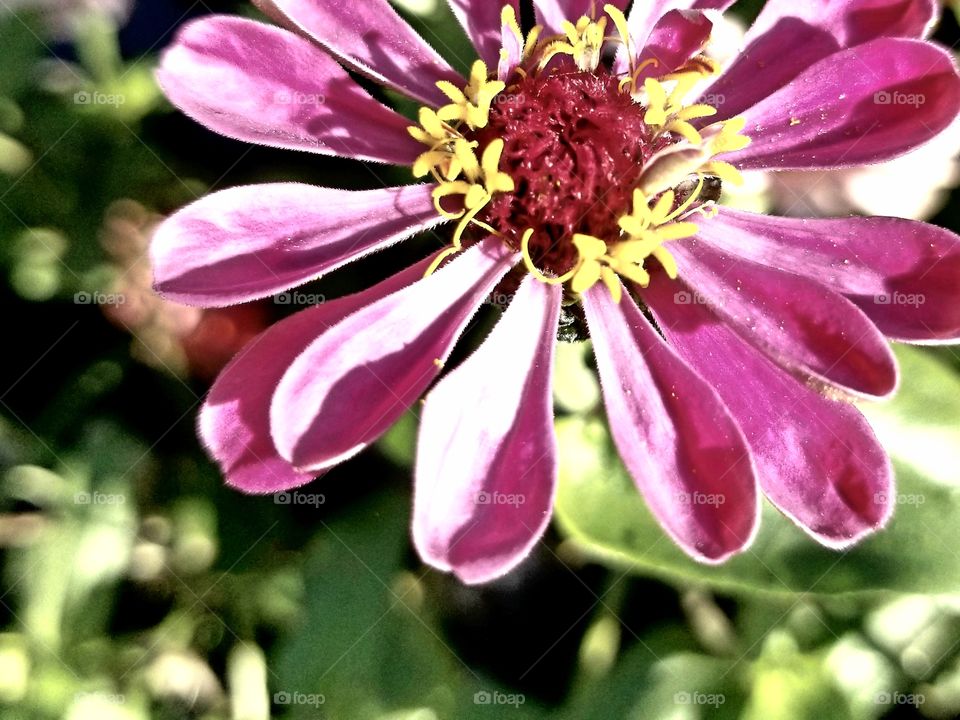 Pink flower up close