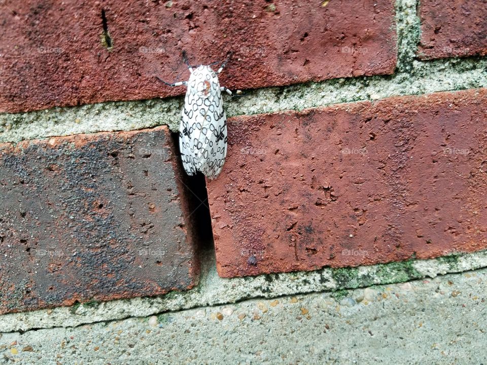 Black & White moth