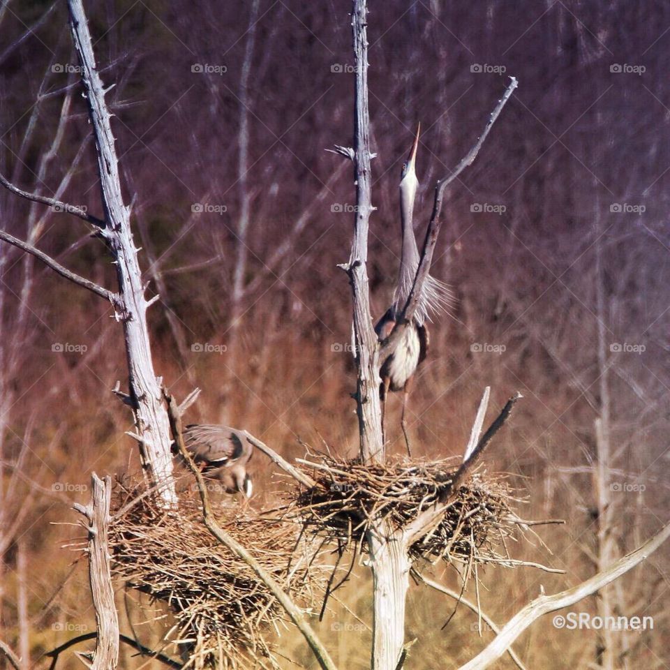 The Herons nest