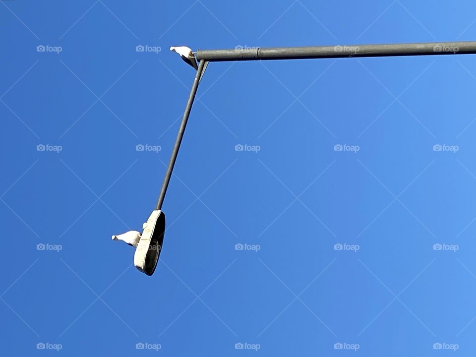 alumbrado público con ave posada en lo más alto