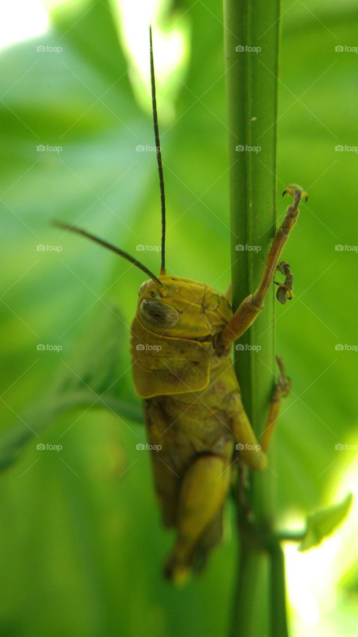Rice locusts perch on bushes in plantations