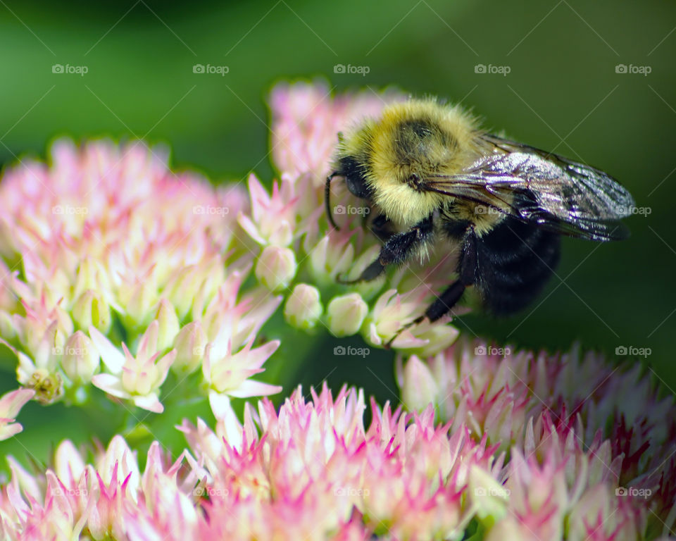 Yellow bumblebee on flower