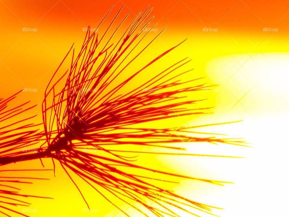 Beautiful sunset and part of the tree