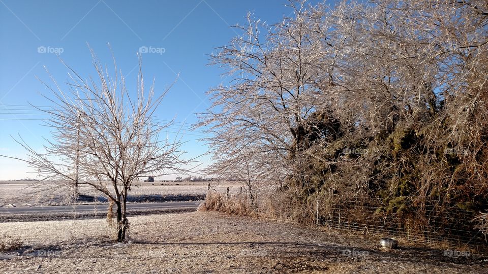 Tree, Winter, Landscape, Branch, Wood