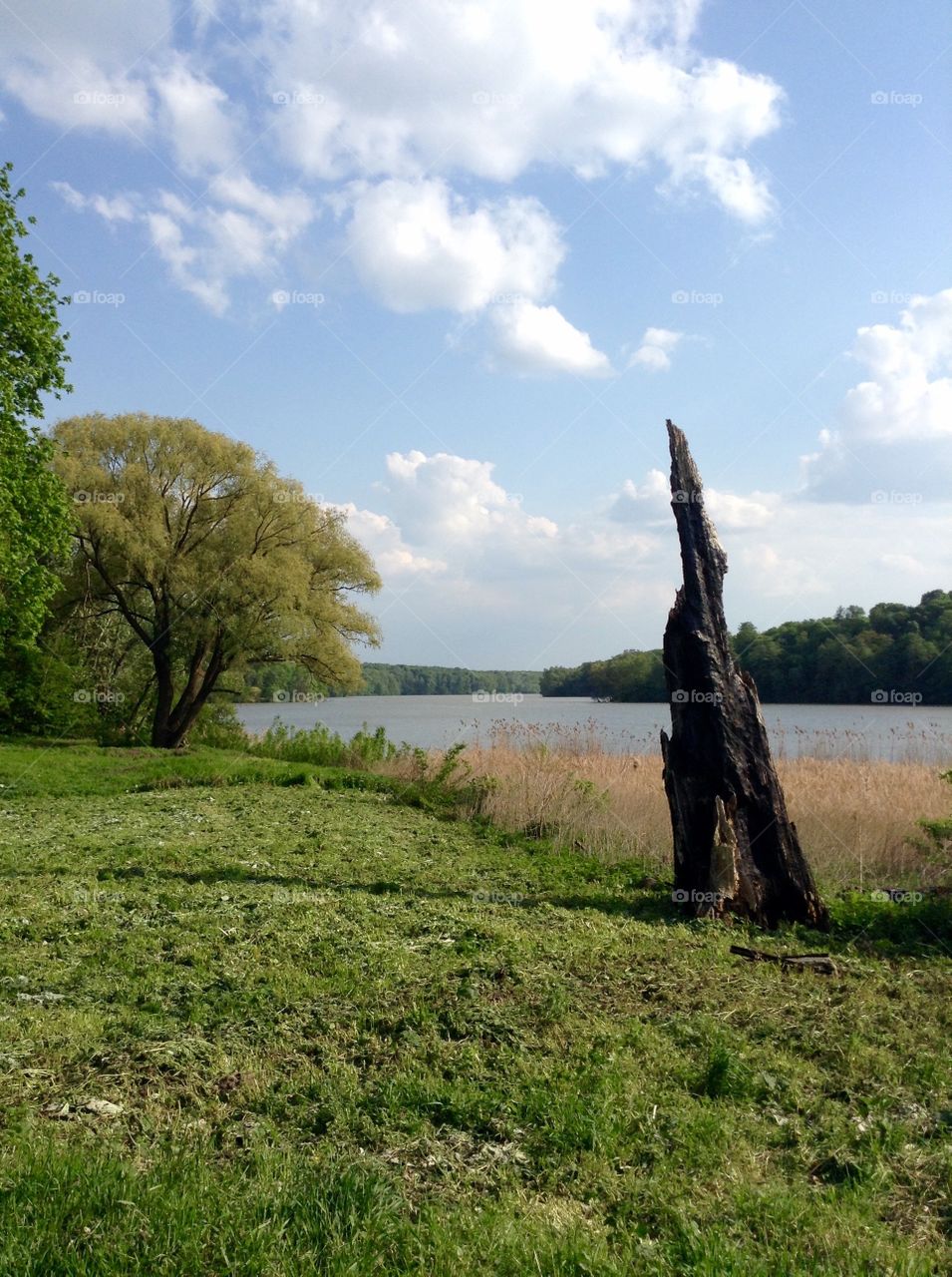 Burned tree on the lake bank