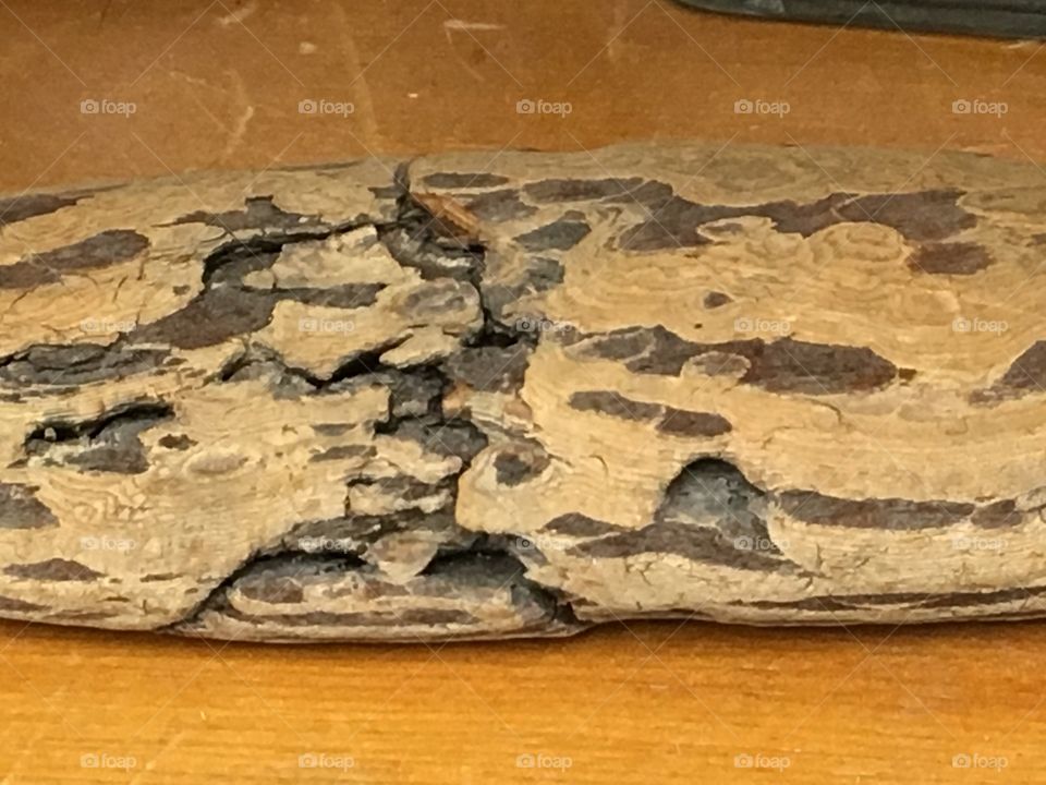 A unique piece of Drift wood 