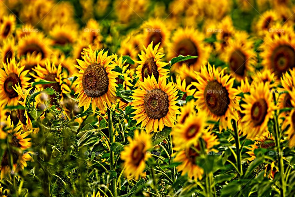 sunflowers