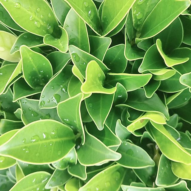 Green leaves