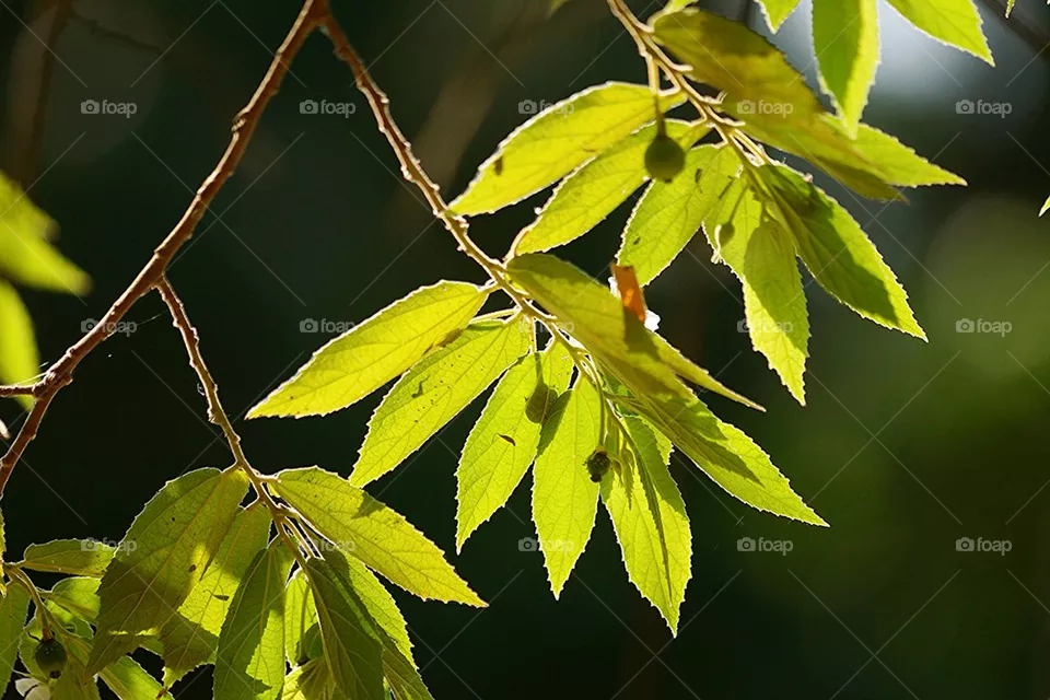 leafs