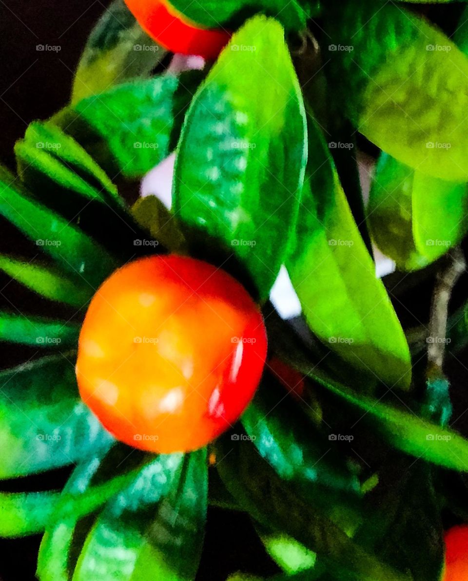 beautifull fruit