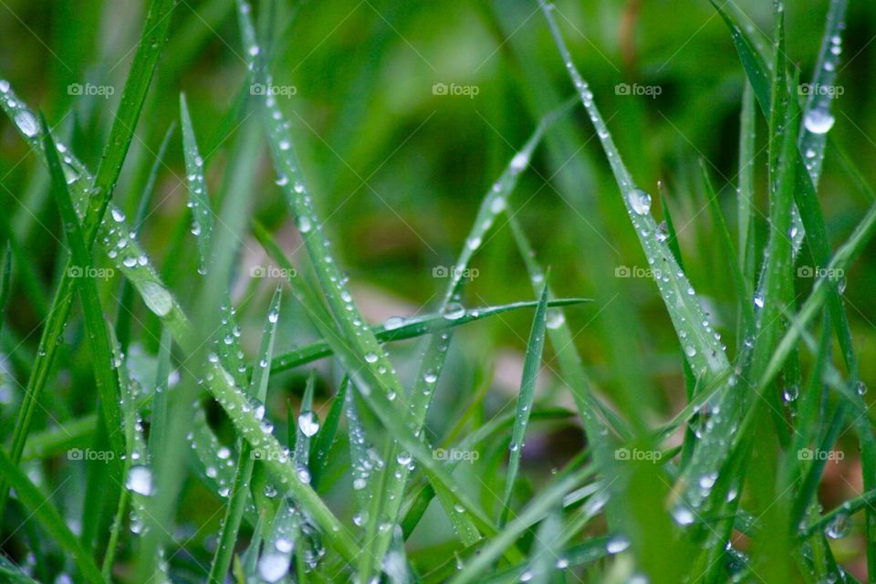 Raindrops on Grass