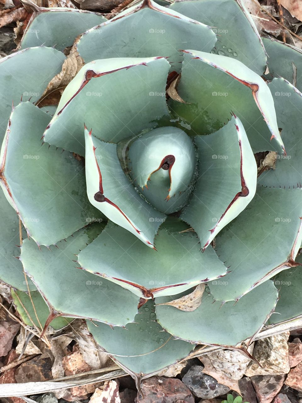 Green agave