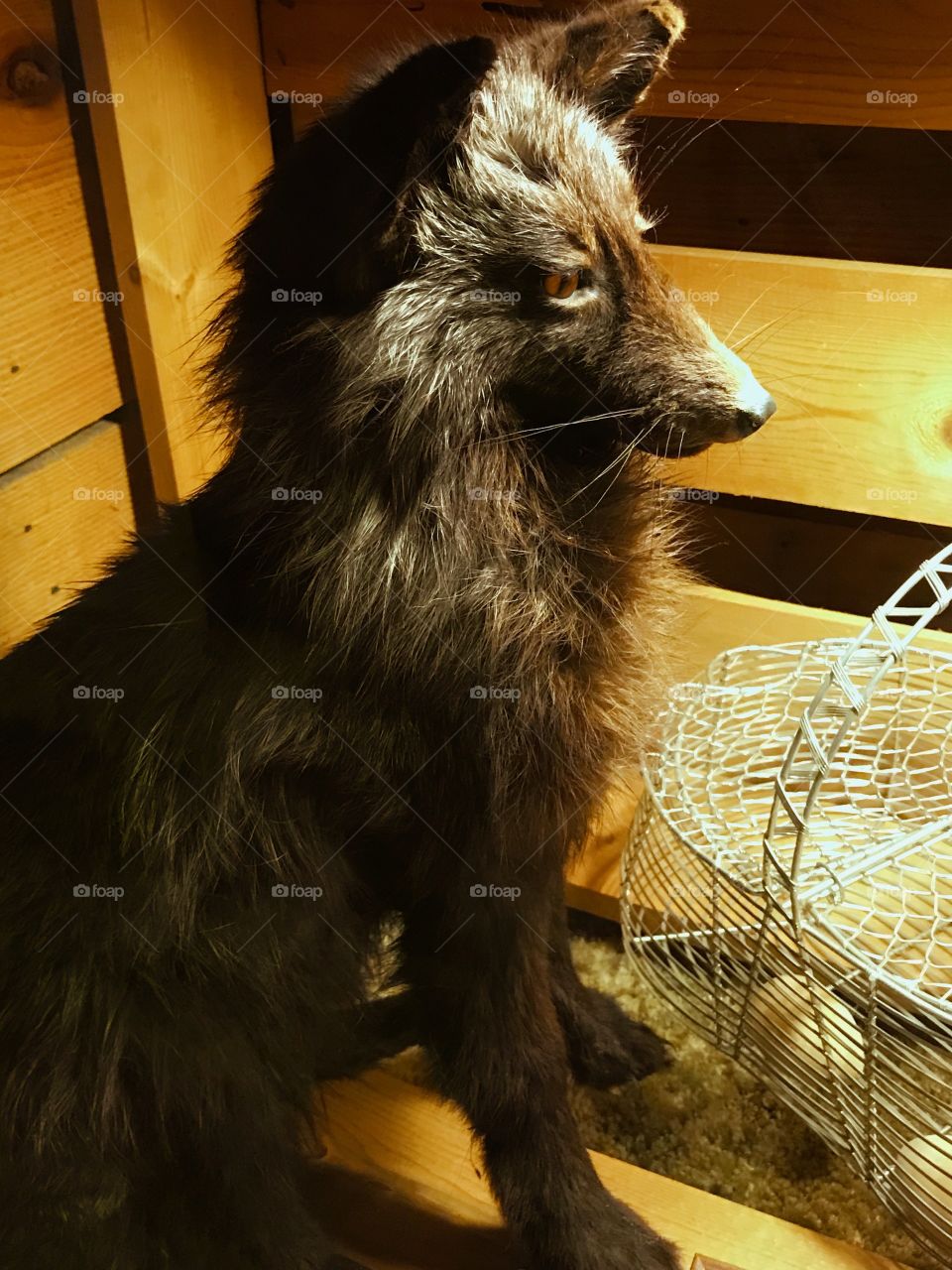 Fox got the eggs taxidermy 