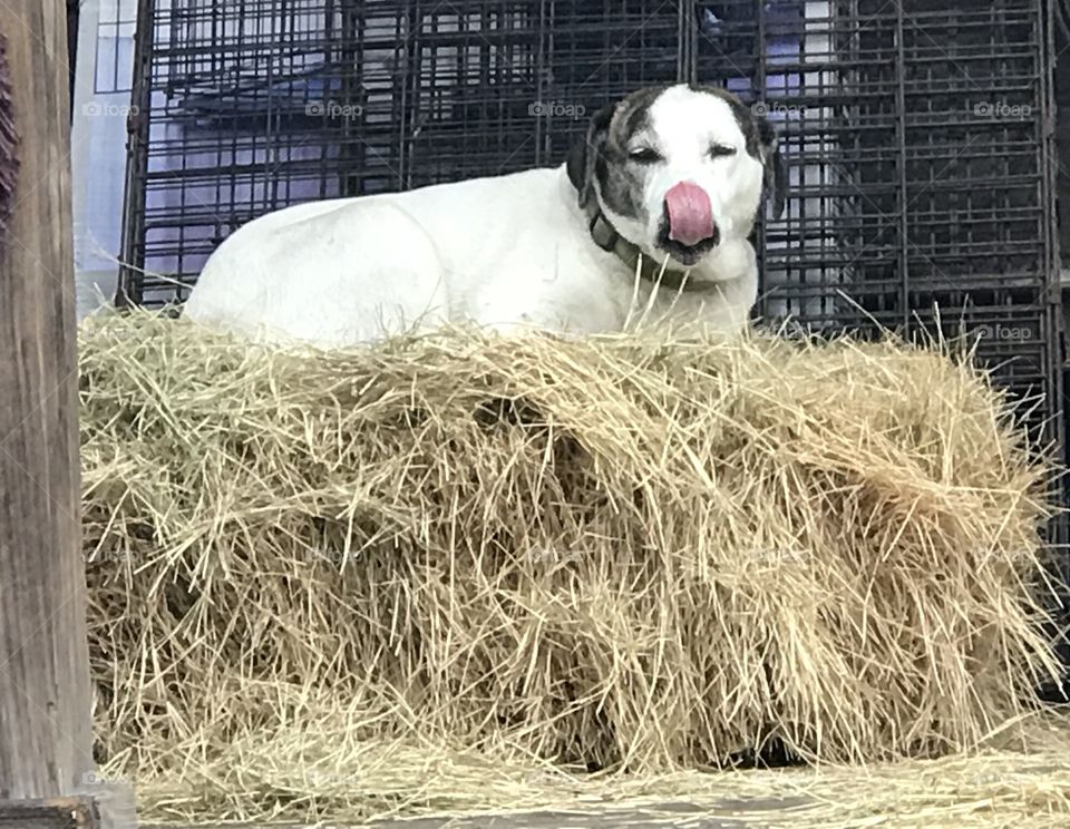 Gracie sending kisses from her hay bale