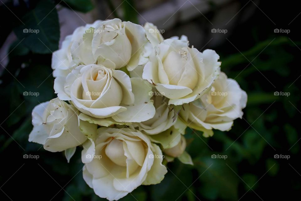 Bouquet of white roses