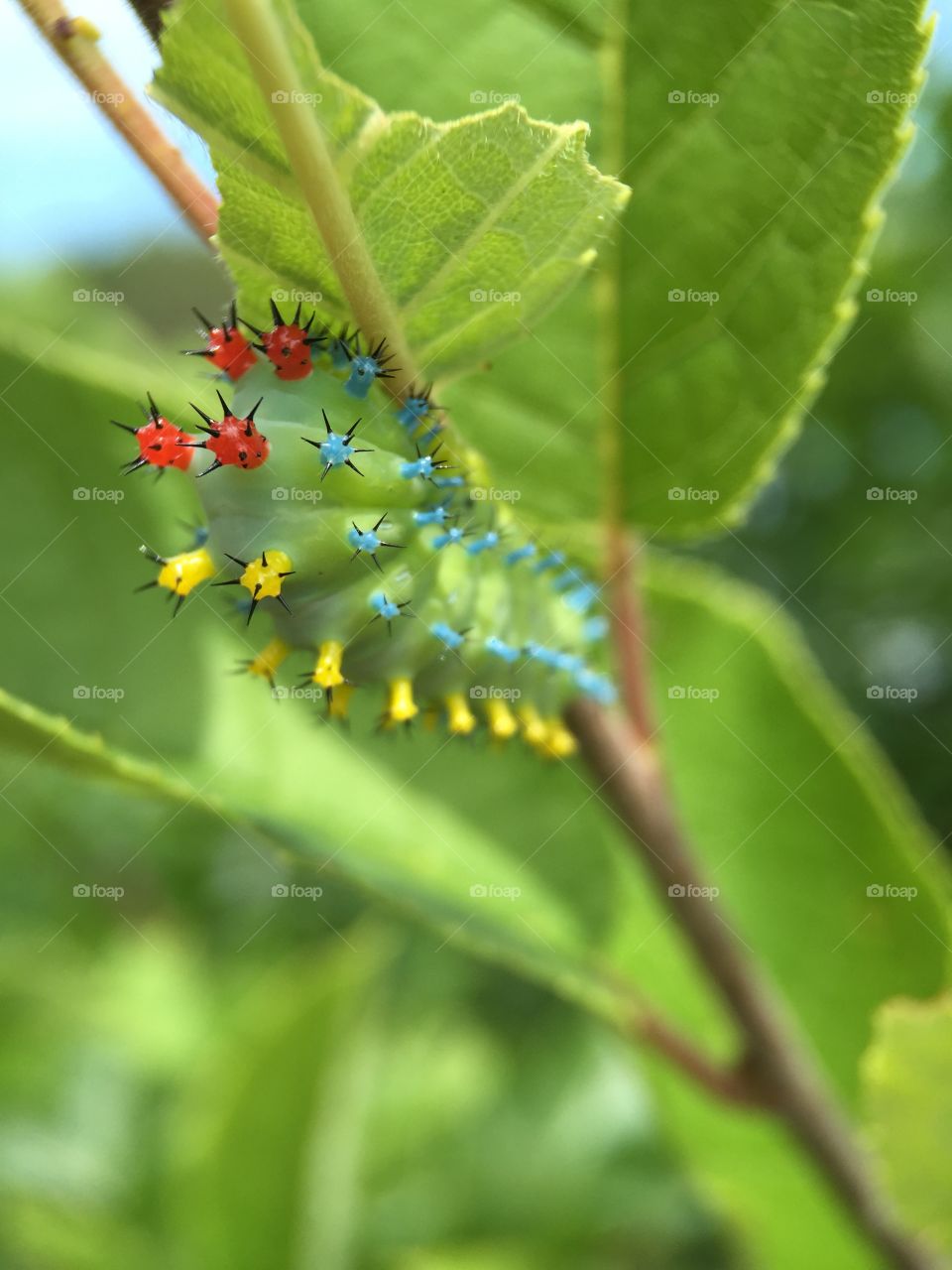 Nature, Leaf, Flora, Summer, No Person