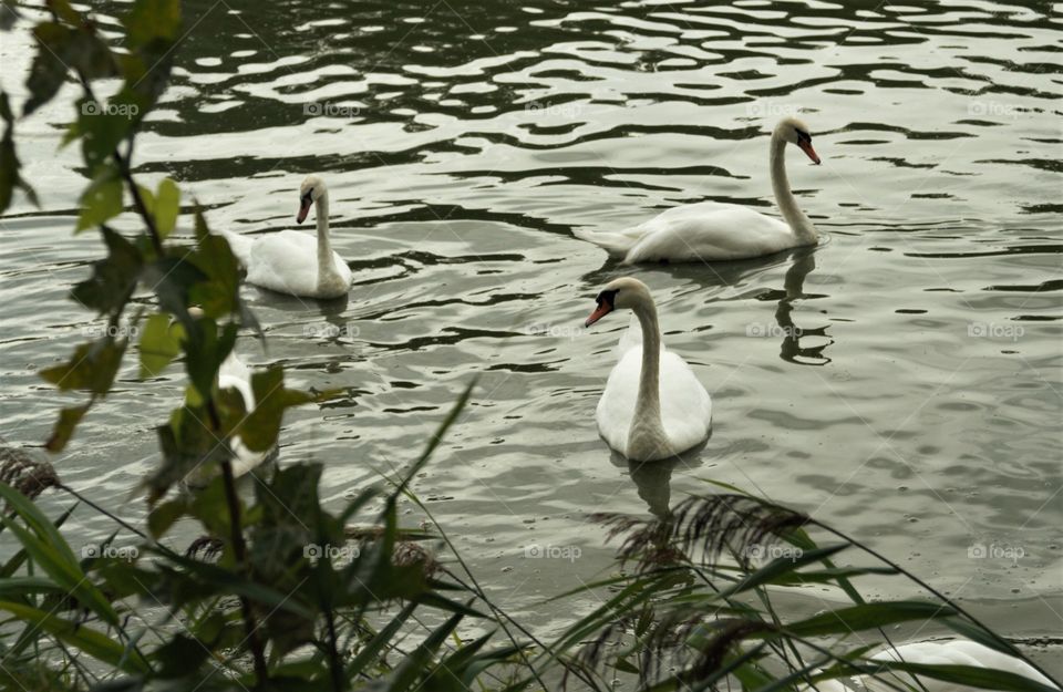 swans in pond