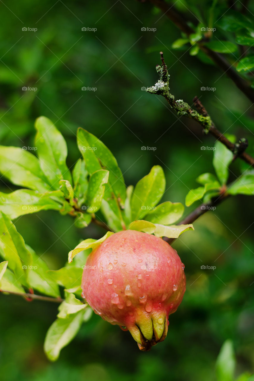 Green branch with red ripe pomegranate close up in the garden on a rainy day.
