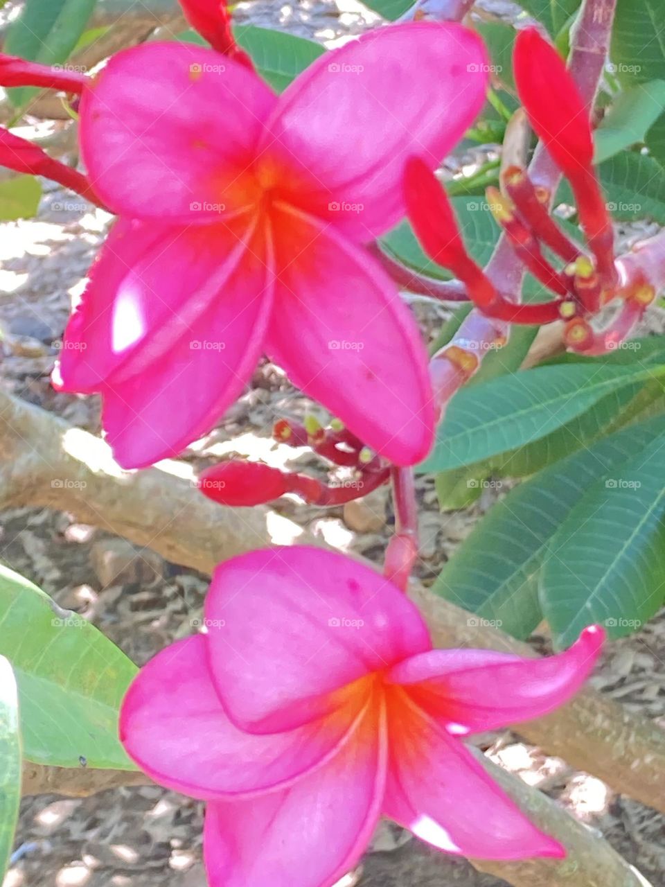 Flor pink de jasmim rosa com contraste de cores. Flores comestíveis com pétalas alongadas.