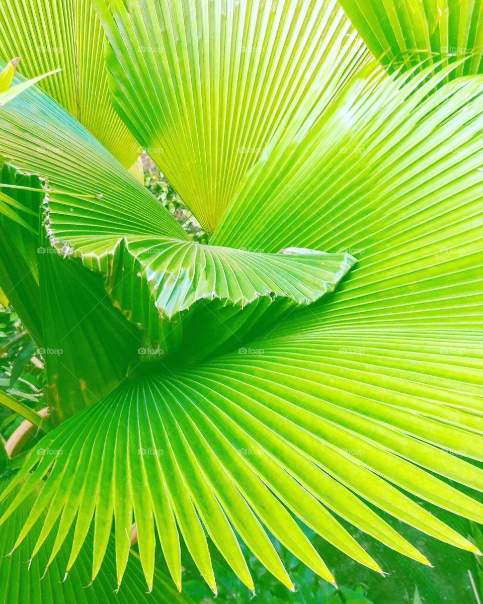 saturation of green in Leela goa garden