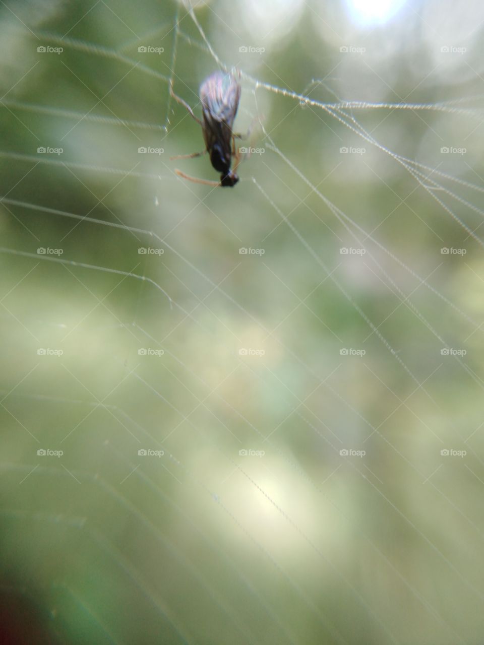 Cobweb and victim.
