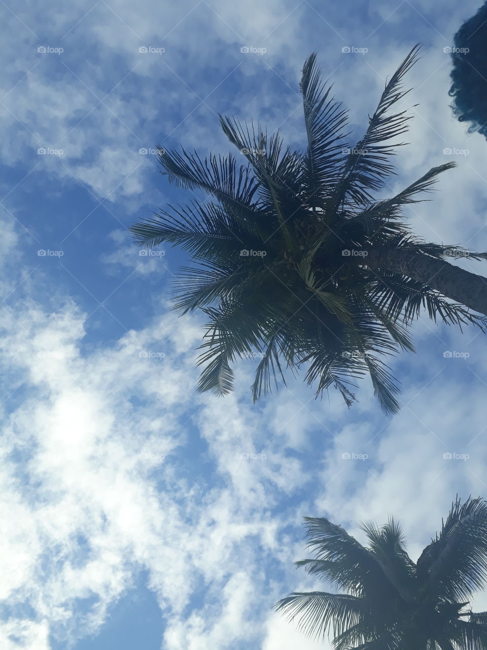 céu azul com coqueiro