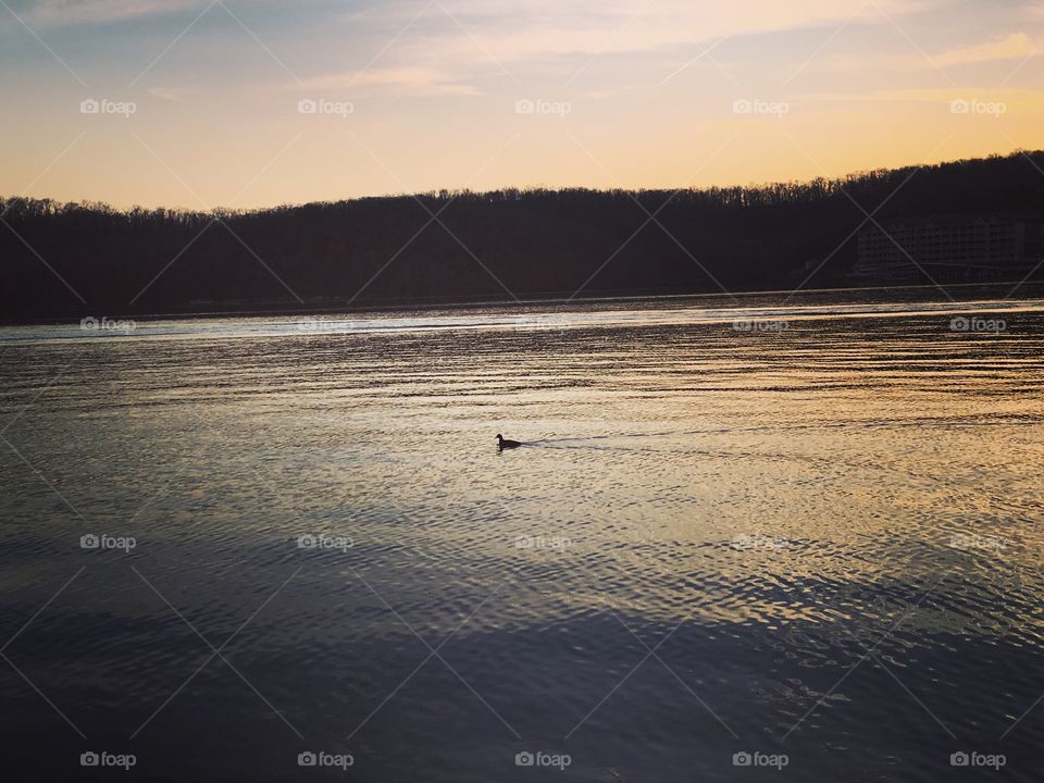 Lone duck on lake