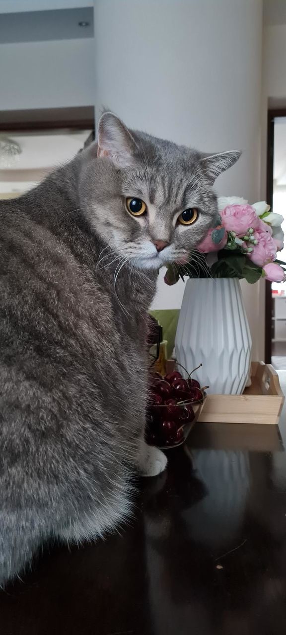 Cat and cherries 