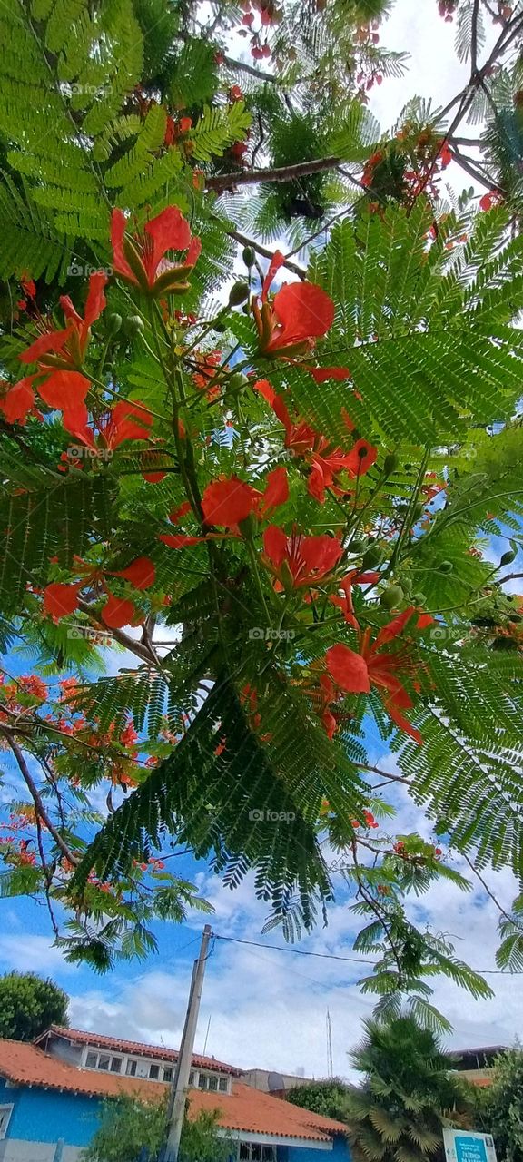 flamboyant flower tree brazil
