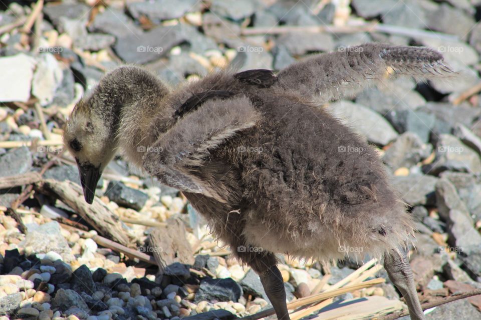 Downy gosling with wings out making its way up rocky beach at edge of Hudson River 